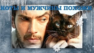 МУЖЧИНЫ КАК КОТЫ  ИЛИ КОТЫ КАК МУЖЧИНЫ