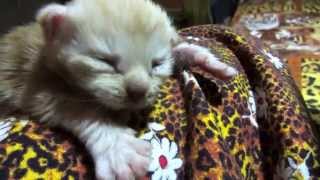 Massage for the night.Массаж на ночь.