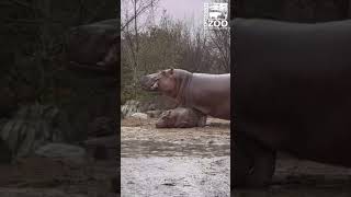Baby Hippo Fritz Not Letting a Little Rain Cloud His Day - Cincinnati Zoo #shorts