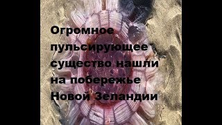 Огромное пульсирующее существо нашли на побережье Новой Зеландии‍