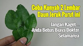 CUMA NGUNYAH DAUN JERUK PURUT, JANGAN KAGET JIKA ANDA BEBAS BIASA KESEHATAN SELAMANYA