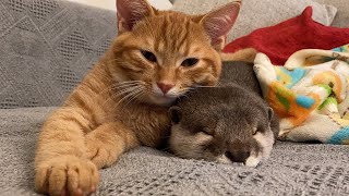 カワウソさくら2020年人気だった動画総まとめ！ 10 popular otter videos in 2020