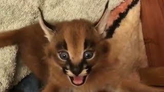 Смешные Приколы с Животными до слез, смешные коты, funny cats Калейдоскоп за 01 07 2018