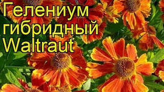 Гелениум гибридный Вальтраут. Краткий обзор, описание характеристик helenium hybrid Waltraut