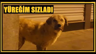 YAZIKLAR OLSUN BÖYLE İNSANLARA BÖYLE HAYVAN SEVGİSİNE #sokakköpekleri