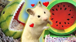 Hamster TRAUMHAUS mit neuer Einrichtung! ?? ULTIMATIVE RENOVIERUNG? #PimpmyHAMSTERKÄFIG03 ?♥