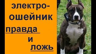 элетроошейник правда и вымысел. факты и мифы о электро ошейнике. ЭШО - миф?
