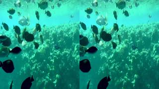 Egypt Sharm El-Sheikh in 3D Fishes Египет Шарм-эль-Шейх Рыбы в 3D 埃及沙姆沙伊赫在3D