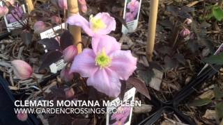 Clematis Montana Mayleen