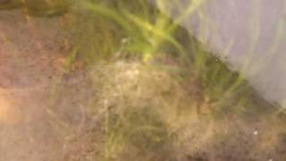vallisneria espiral