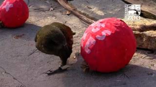 Animals Get Valentine Treats - Cincinnati Zoo