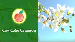 Чекалкин орех рябинолистный Xanthoceras Sorbifolium