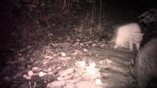 Cat vs Coon