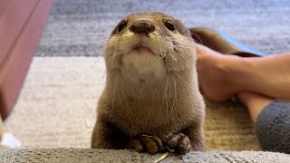 爪切り以外にも歯磨きまで自分でするようになったお利口カワウソ Clever otter who even brushes her teeth by herself.