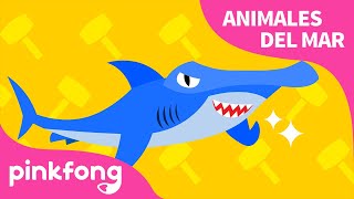 Tiburón Martillo | Animales del Mar | Pinkfong Canciones Infantiles