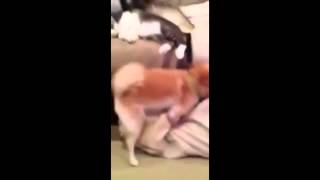СУПЕР ПЕС ТРАХАЛЬШИК (sex,big ass,tits.sexy girls)