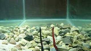 Zoom Finesse Worm and Trick Worm Bass Fishing Lures