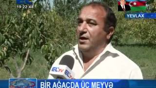 Bir ağacda 3 növ meyvə