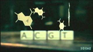 The Story of DNA