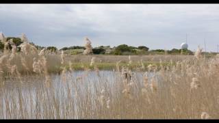 tranepar skagen