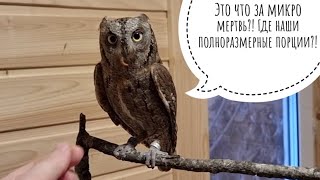 Показала совам сплюшкам мучных червей, они не поняли, что за карликовый зофобас такой