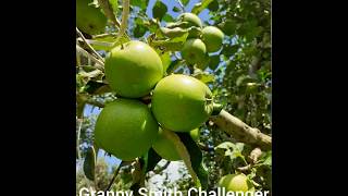 15 Health Benefits of Green Apple #GrannysmithChallenger