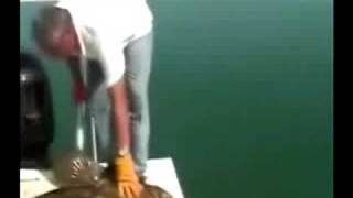 Goliath Grouper