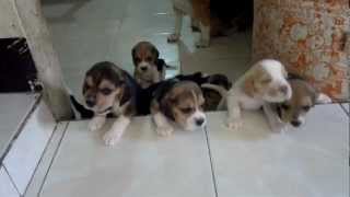Beagle puppies 1 month old (Mga bebe ko cute)  apr
