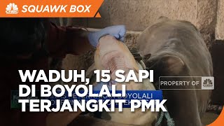 15 Sapi di Boyolali Terjangkit PMK