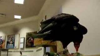 Turkey Vulture vs Phone Book