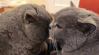 Wendell and William: Nuzzling and Face Licking (2020)