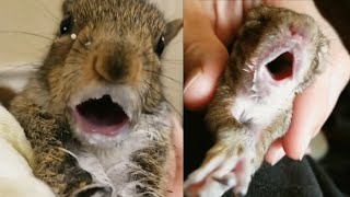 Rescuer catches squirrels going into milk trance