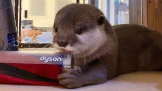 カワウソさくら 掃除機に対して積極的にケンカを売りすぎるカワウソ Otter fighting a vacuum cleaner