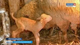 Овечий бэби-бум на Ставрополье
