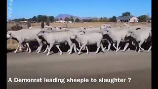 A Donkey (Democrat ) Leads sheep (Normies) to slaughter