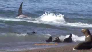 Killer whales attacks! Attaques par des orques!