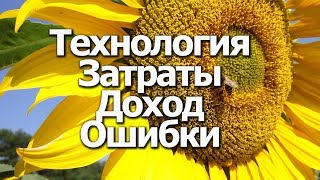 Выращивание подсолнуха: Затраты, Доход, Ошибки, Технология. Фильм Фермера.