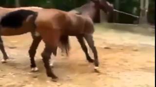 BEST VIDEOS OF ANIMALS КАК СПАРИВАЮТСЯ ЛОШАДИ )) ПРИКОЛ СМЕХ ЮМОР 2015_14.07.2015