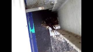 Swallow Cam July 2016