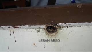 SATWA PAPUA, Lebah trigona bersarang cantik
