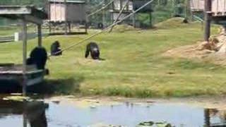 Chimp playing with Alligator