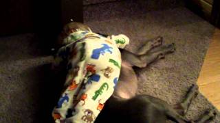 Sleepy Weimaraner with baby