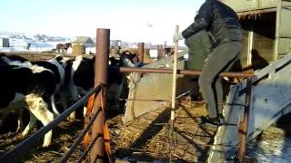 Загрузка в скотовоз породистых коров +7 965 617 60 05. Звоните! +7 965 617 60 05 Звоните!