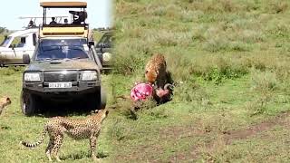 Охота  на диких  зверей   Jagd auf wilde Tiere