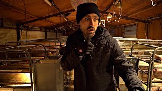 Vegan Goes UNDERCOVER at a PIG FARM...