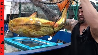 MONSTER FISH For SALE!! **Selling All the GIANT EXOTIC FISH**