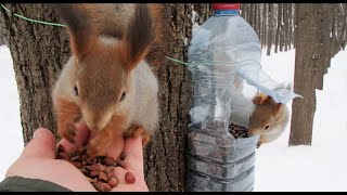 Сегодня много голодных белок / There are a lot of hungry squirrels today