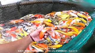 #koiforsale || MỞ BÁN LÔ CÁ KOI TẾT TUYỆT ĐẸP CHẤT LƯỢNG VÀO NGÀY 27-01-2020 || T K FISH FARM