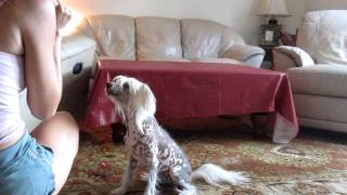 Positive Dog Training - Chinese Crested Dog Training
