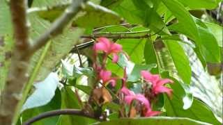 Red plumeria flower - Red frangipani - Plumeria rubra